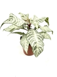 Aphelandra White Wash - M