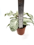 Aphelandra White Wash - M