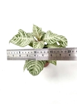 Aphelandra White Wash - M