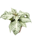 Aphelandra White Wash - M