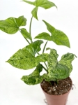 Syngonium mohito - M