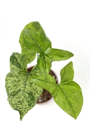Syngonium mohito - M