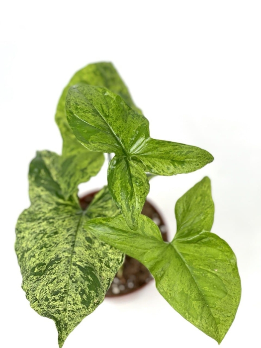 Syngonium mohito - M