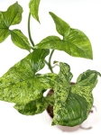 Syngonium mohito - M