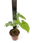 Syngonium mohito - M