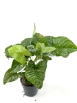 Syngonium Pink Splash - zdjęcie poglądowe gatunku