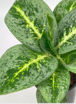 Aglaonema Key Lime