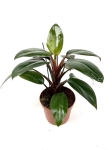  Philodendron Red Congo - M