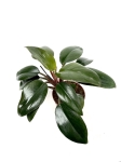  Philodendron Red Congo - M