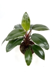  Philodendron Red Congo - M