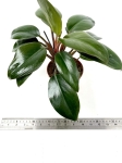  Philodendron Red Congo - M