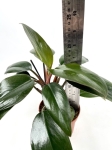  Philodendron Red Congo - M