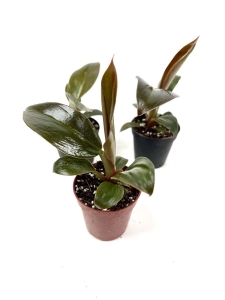  Philodendron imperial red - S