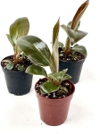 Philodendron imperial red  - S