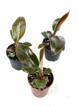 Philodendron imperial red  - S