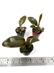 Philodendron imperial red  - S