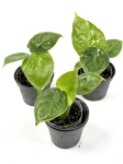 Alocasia dwarf Carlidora - S