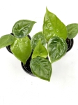 Alocasia dwarf Carlidora - S