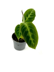  Goeppertia (Calathea) warscewiczii