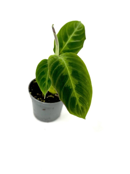 Calathea warscewiczii - S
