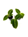 Calathea warscewiczii - S