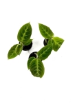 Calathea warscewiczii - S