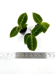 Calathea warscewiczii - S