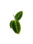 Calathea warscewiczii - S