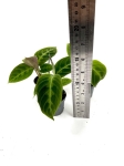 Calathea warscewiczii - S