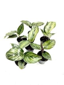 Goeppertia (Calathea) Beauty Star II gatunek
