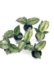 Calathea Beauty Star II gatunek