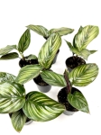 Calathea Beauty Star II gatunek