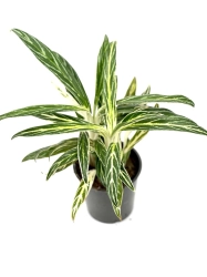 Aglaonema Amalia 'Zebra Feathers'