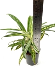Aglaonema Amalia - L
