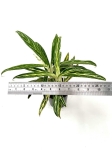 Aglaonema Amalia - L