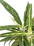 Aglaonema Amalia - L