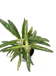 Aglaonema Amalia - L