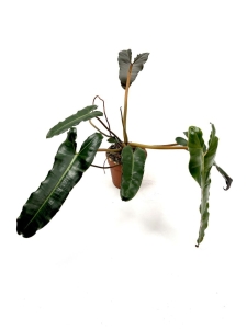 Philodendron atabapoense