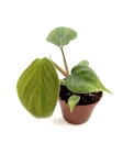 Philodendron fuzzy petiole - S