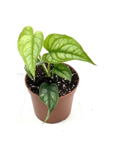 Monstera siltepecana