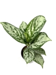 Aglaonema Amazon Silver - M