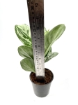 Aglaonema Amazon Silver - M