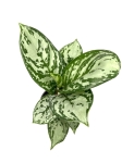 Aglaonema Amazon Silver - M