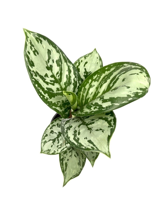 Aglaonema Amazon Silver - M