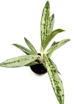 Aglaonema Matcha Lemon - M