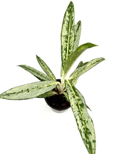 Aglaonema Matcha Lemon - M