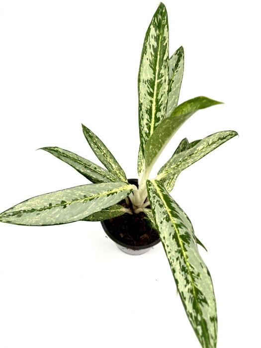 Aglaonema Matcha Lemon - M