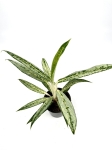 Aglaonema Matcha Lemon - M