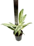 Aglaonema Matcha Lemon - M