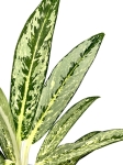 Aglaonema Matcha Lemon - liść